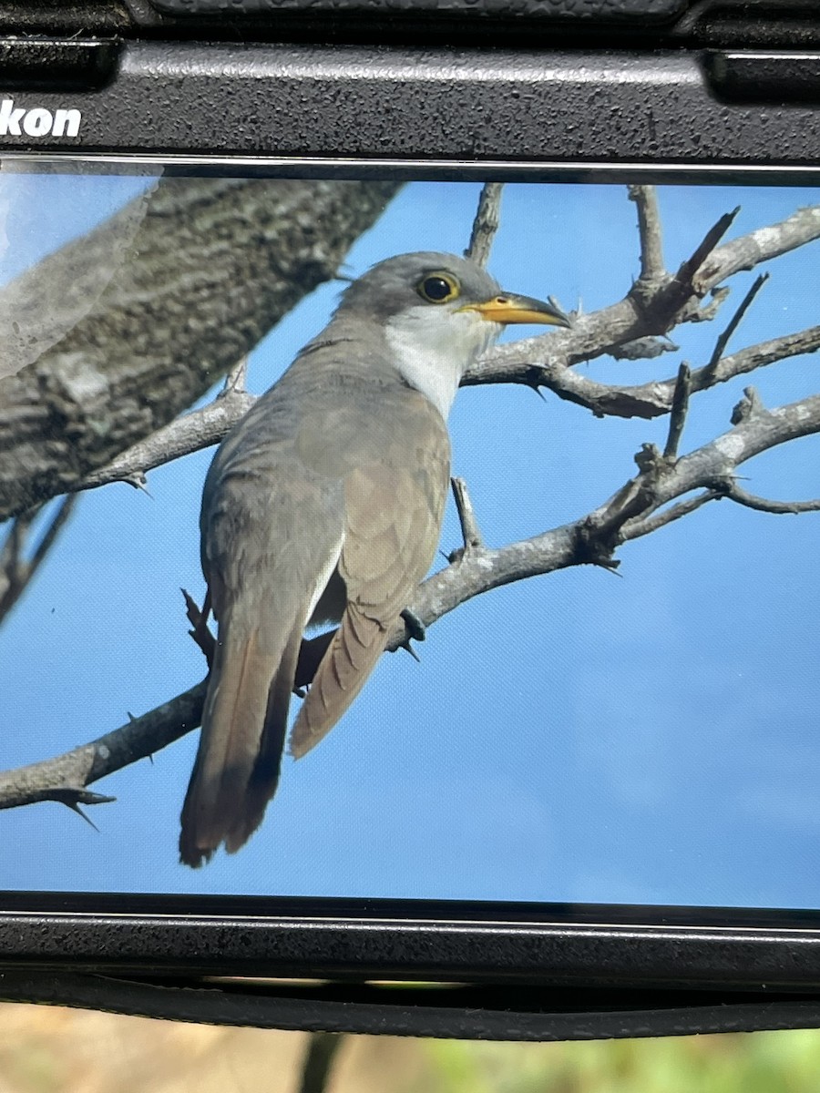 Yellow-billed Cuckoo - ML490792981