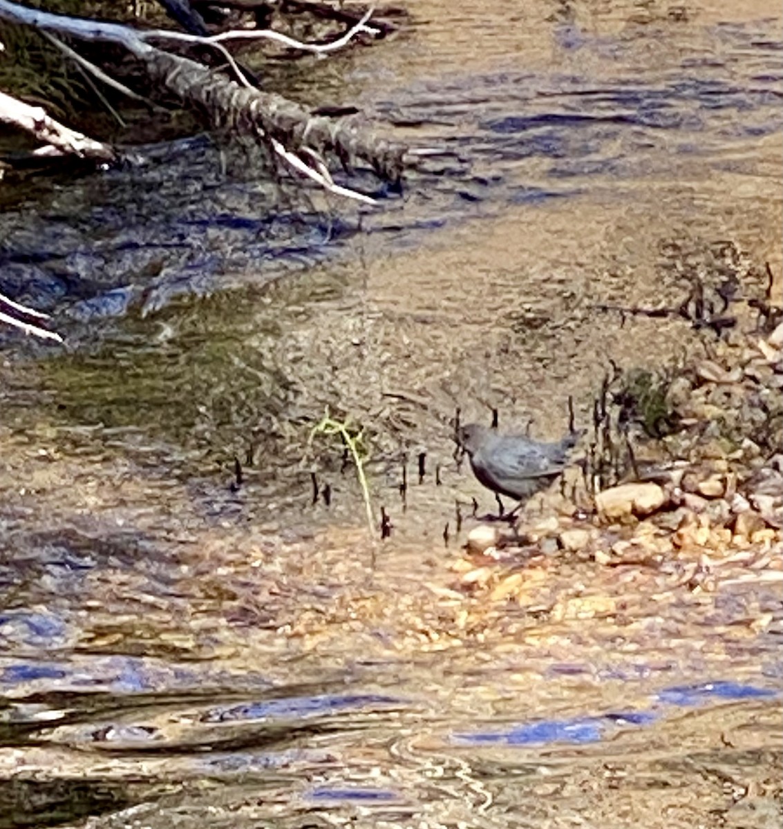 American Dipper - ML490794631