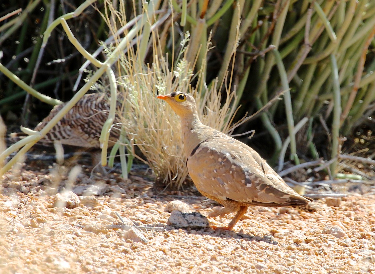 Double-banded Sandgrouse - ML49079471