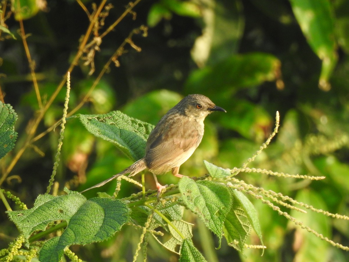 Himalayan Prinia - Krishna Bhusal