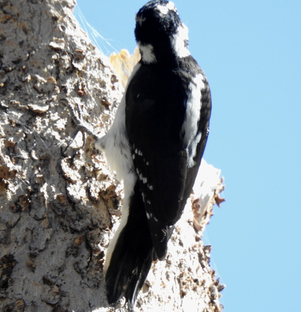 Downy Woodpecker - ML490795851