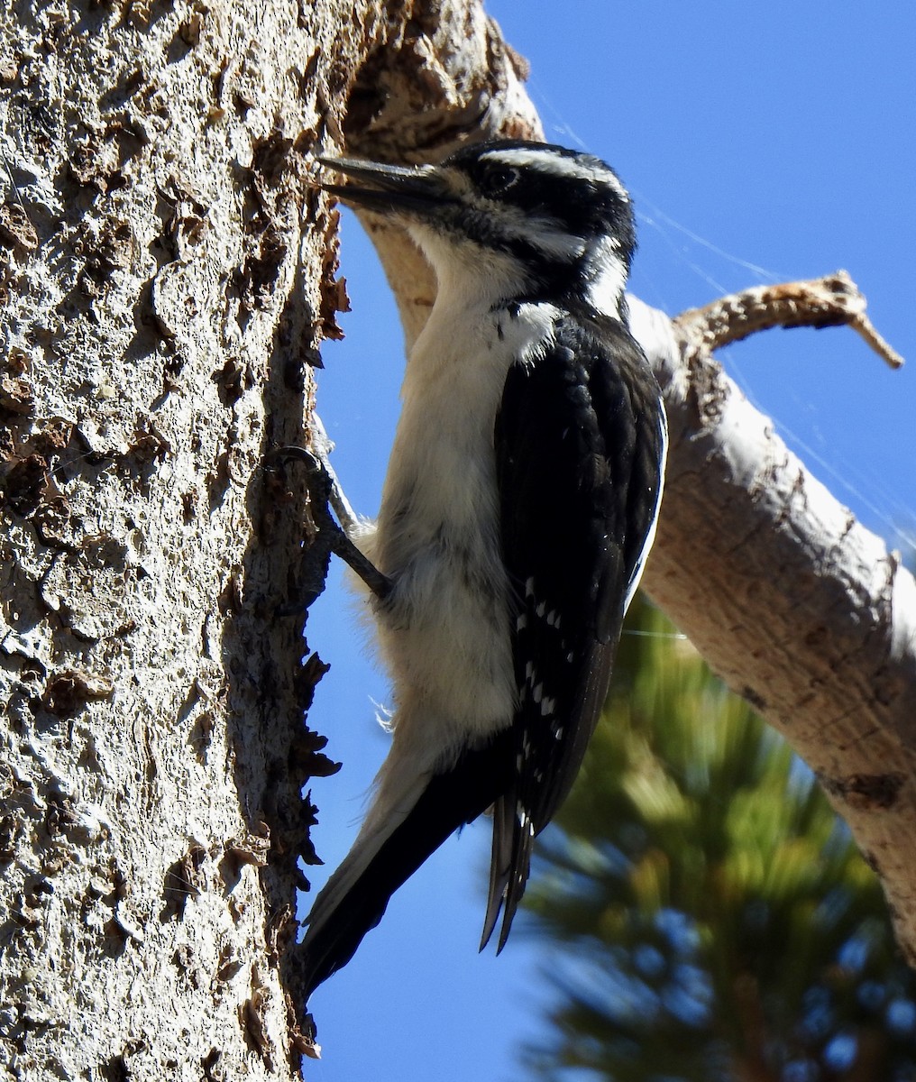 Downy Woodpecker - ML490796031