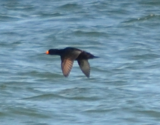 Black Scoter - ML49079731