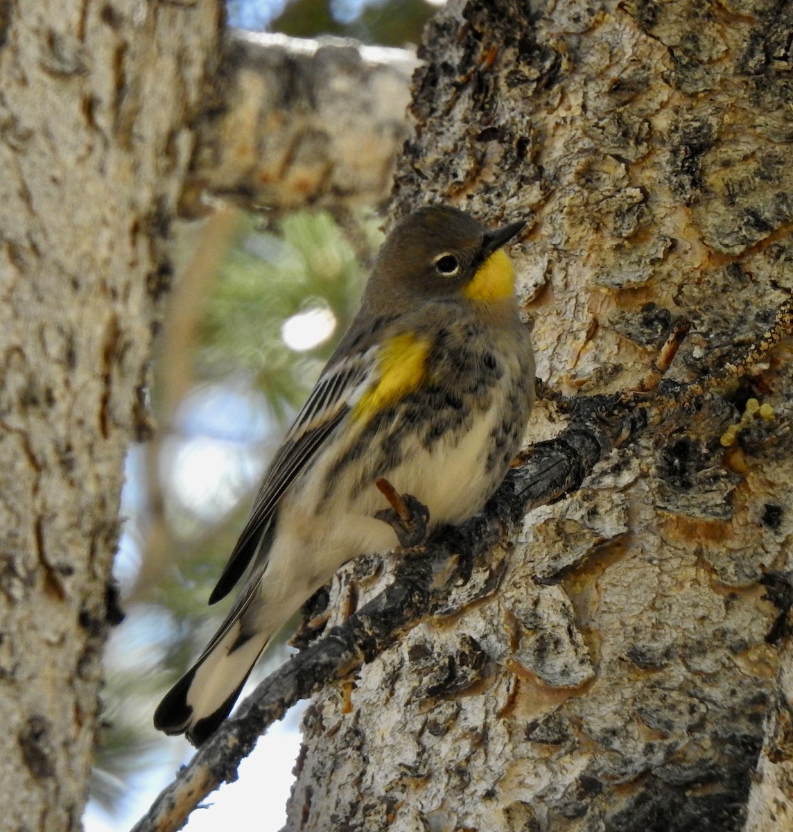 Yellow-rumped Warbler - ML490798441