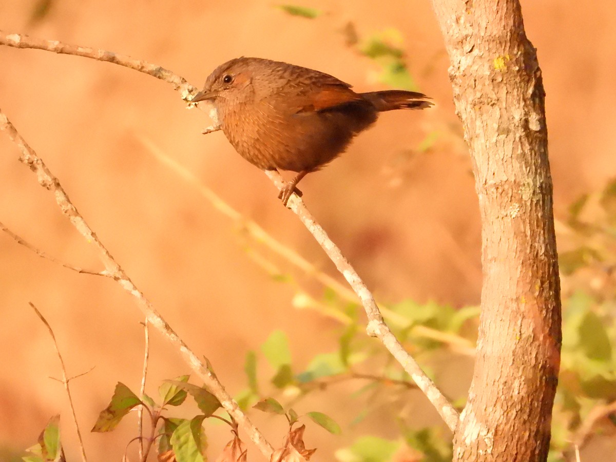 Streaked Laughingthrush - ML490799811