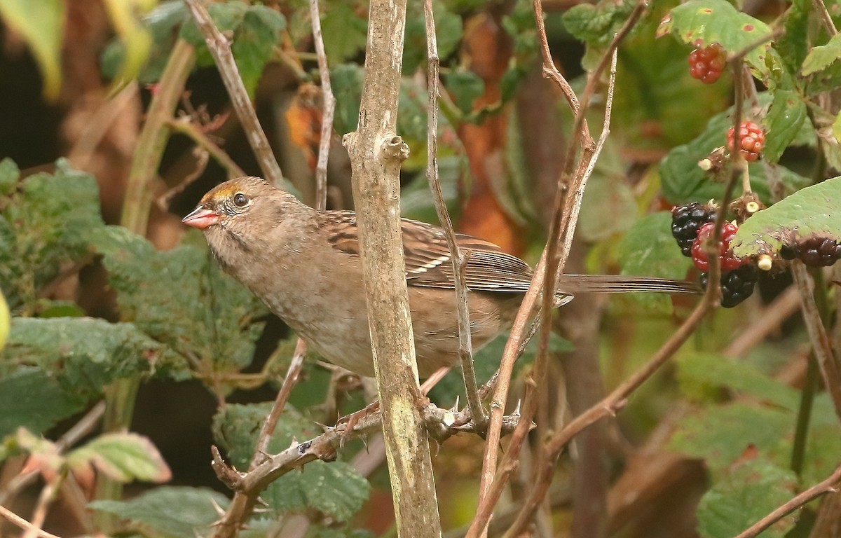 Bruant à couronne dorée - ML490800601