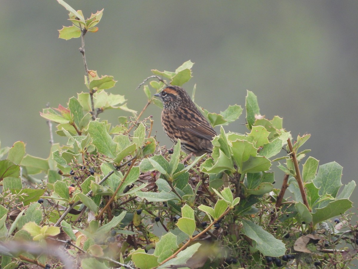 Rufous-breasted Accentor - ML490800661