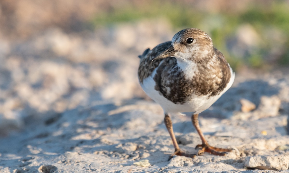 Ruddy Turnstone - ML490801471