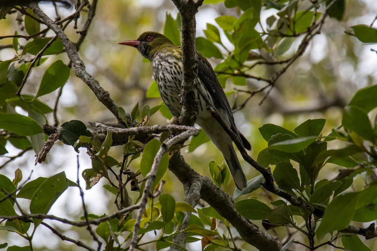Olive-backed Oriole - ML490802541