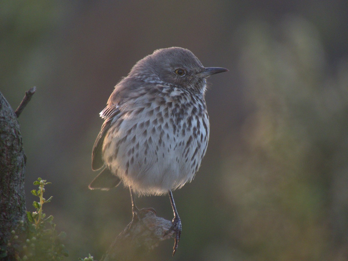 Sage Thrasher - ML490803501