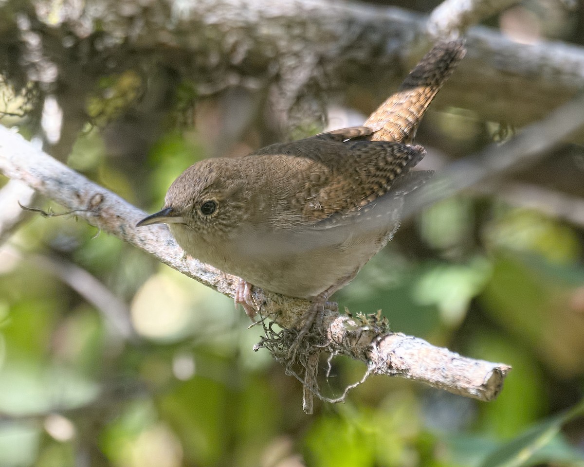 House Wren (Northern) - ML490805861