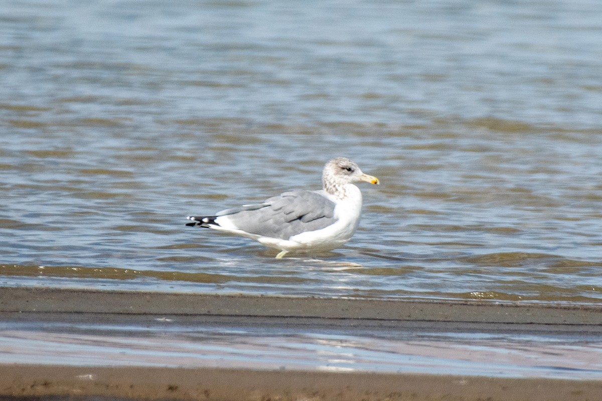 California Gull - ML490806011