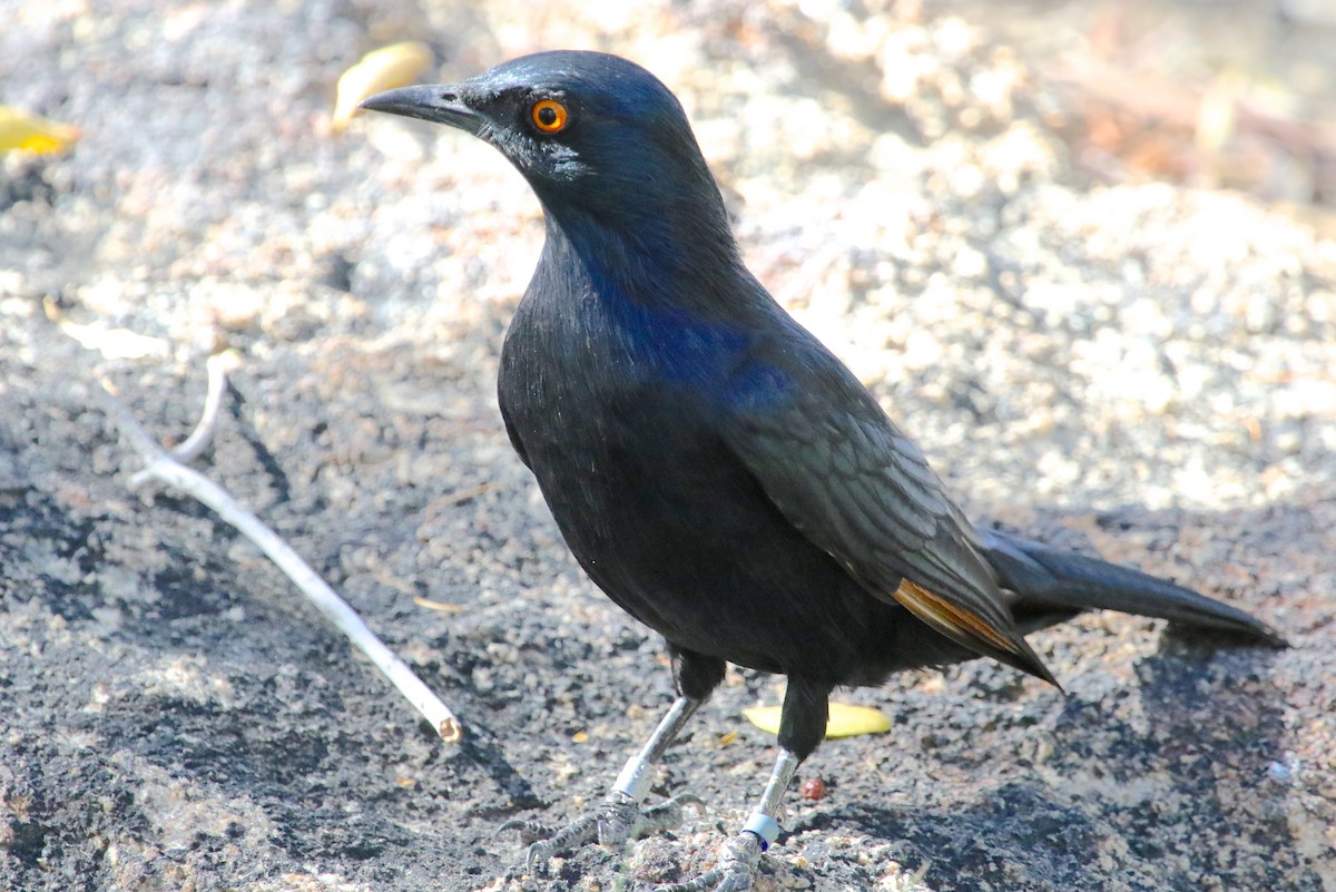 Pale-winged Starling - ML49080821