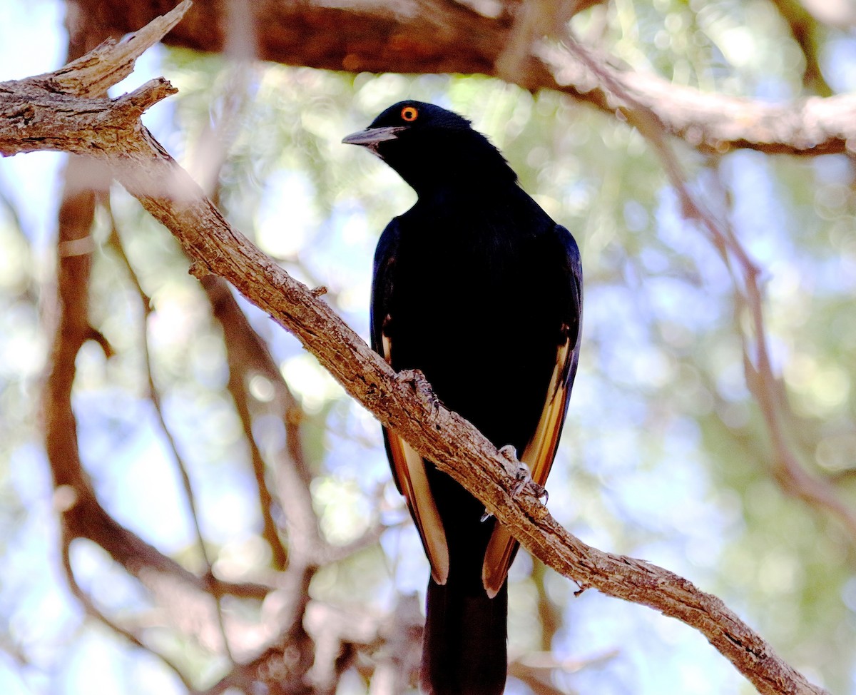Pale-winged Starling - ML49080841