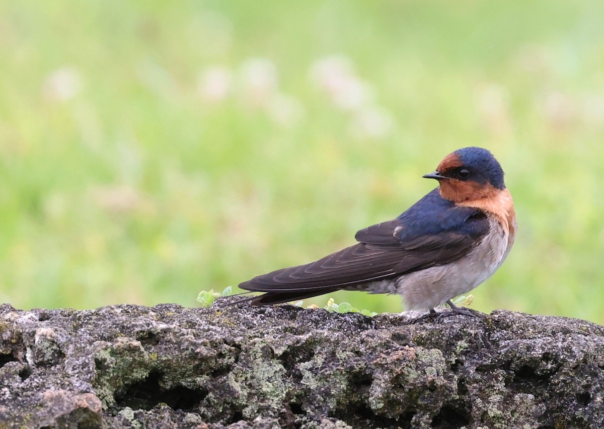 Welcome Swallow - ML490809071