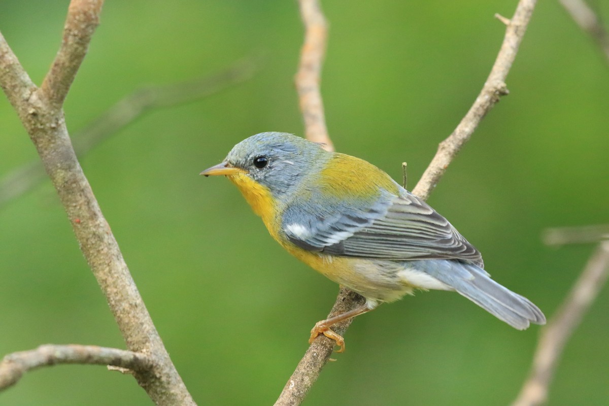 Tropical Parula (Tres Marias Is.) - Rene Valdes 🦜