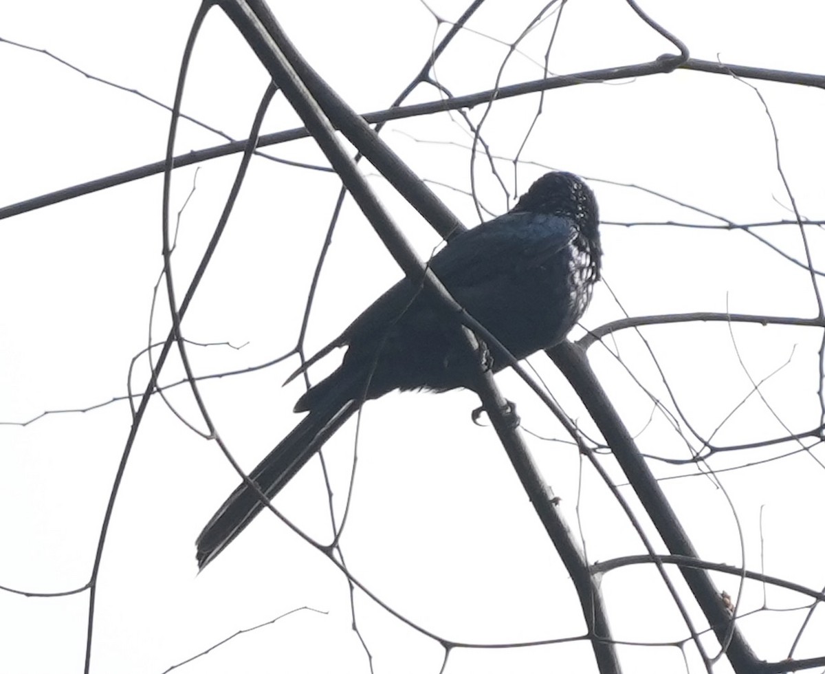 Lesser Racket-tailed Drongo - Zhongyu Wang