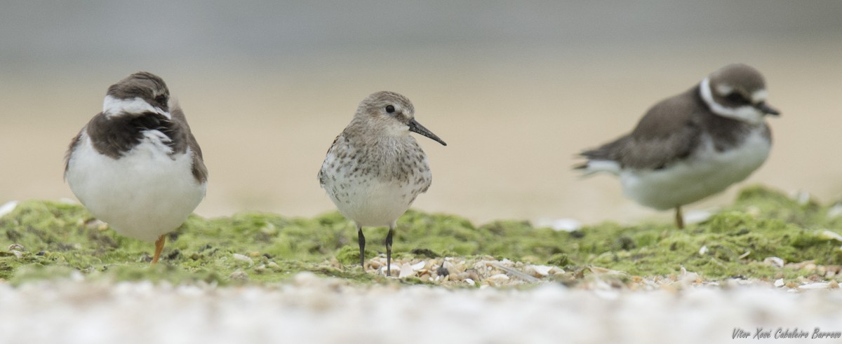 Dunlin (arctica) - Vítor Xosé Cabaleiro Barroso