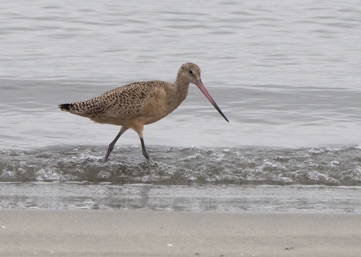 Marbled Godwit - ML490812761