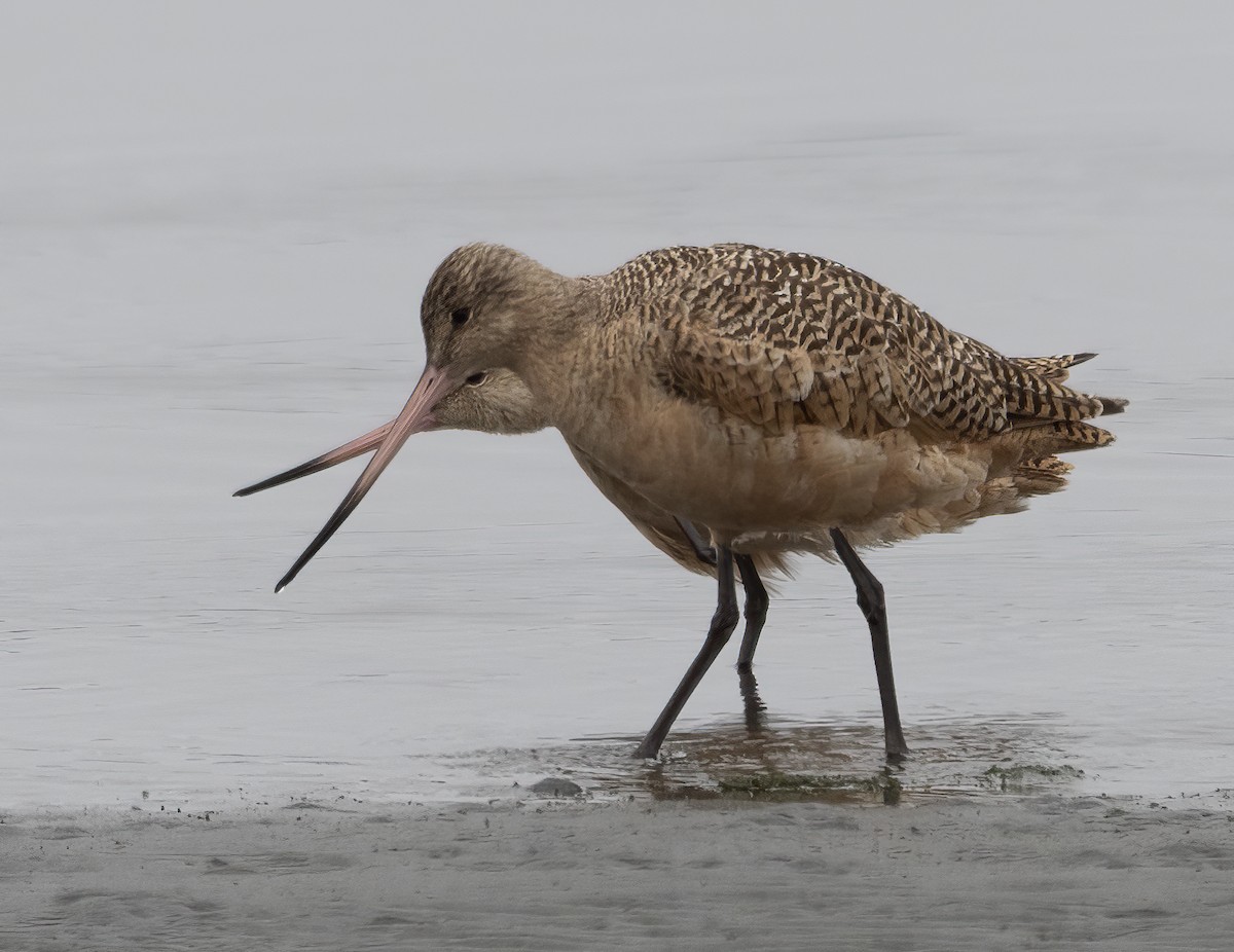 Marbled Godwit - ML490812771