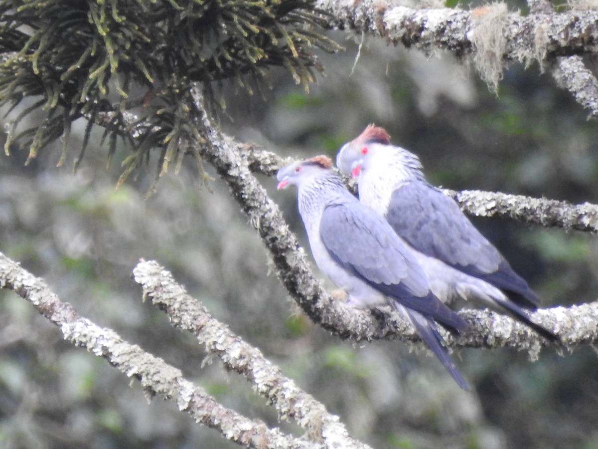 Topknot Pigeon - ML490813121