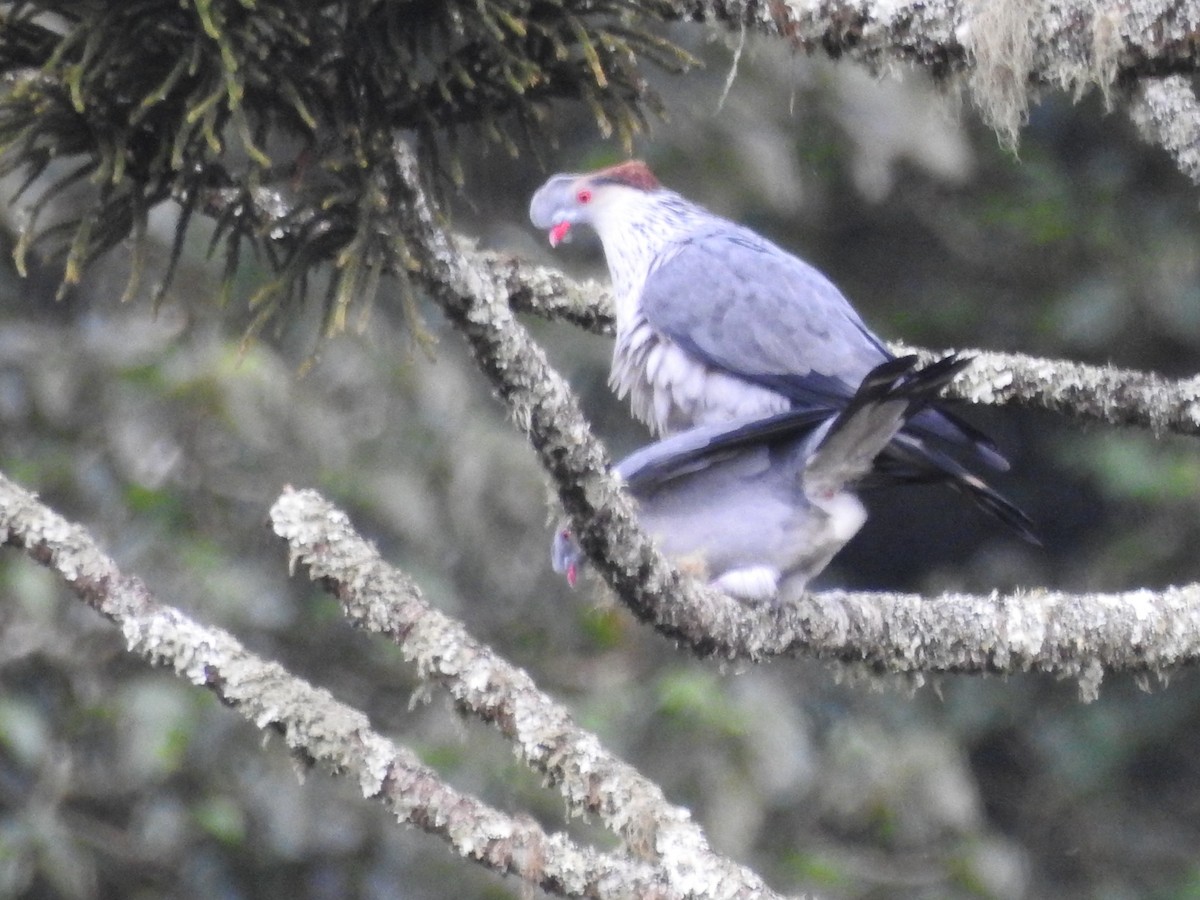 Topknot Pigeon - ML490813131