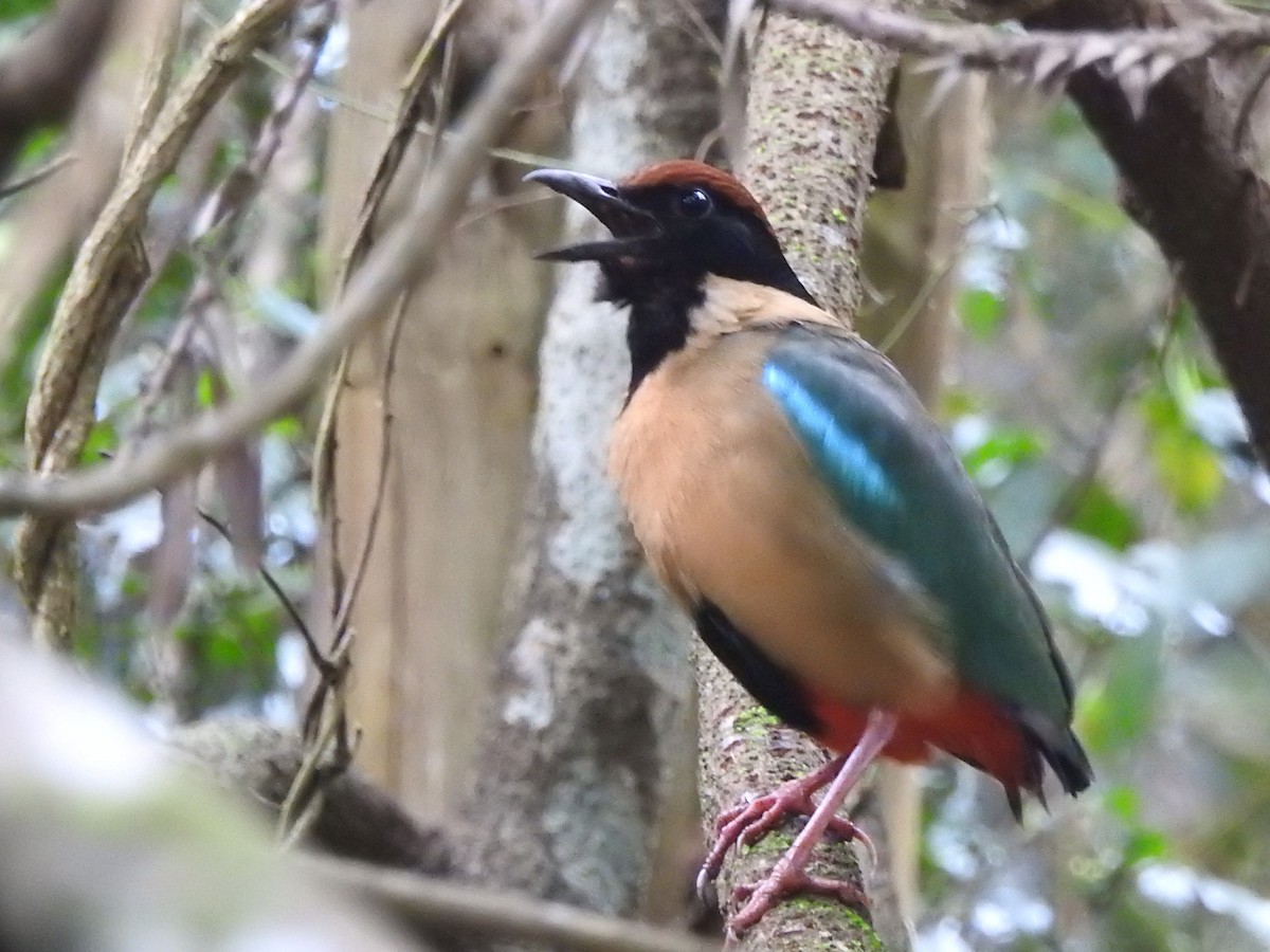 Noisy Pitta - ML490813171