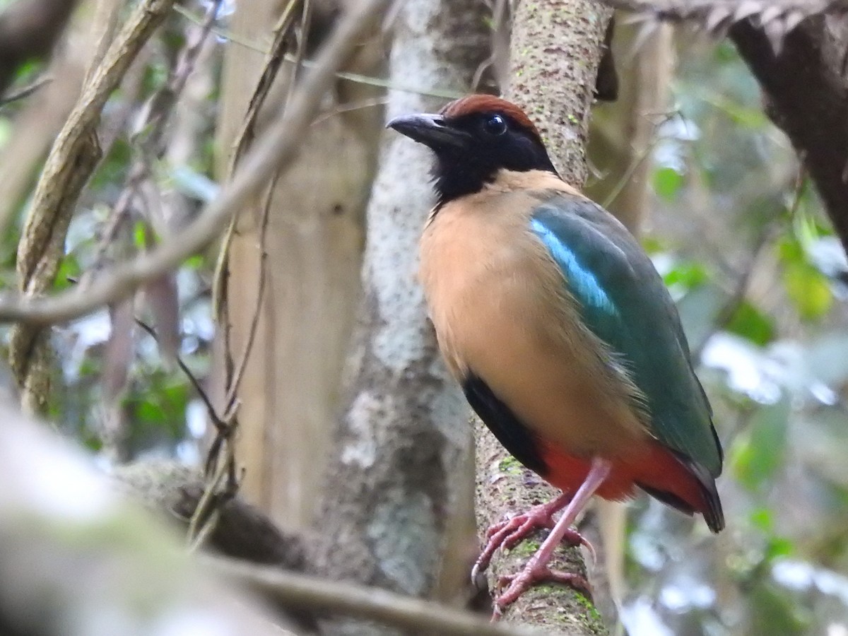 Noisy Pitta - ML490813181