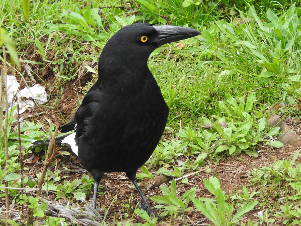 Pied Currawong - ML490813271