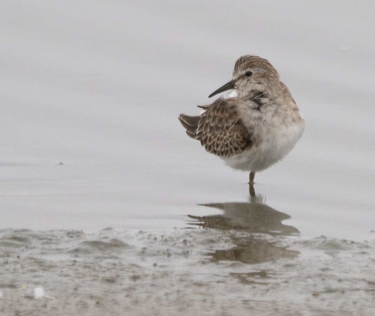 Least Sandpiper - ML490813281