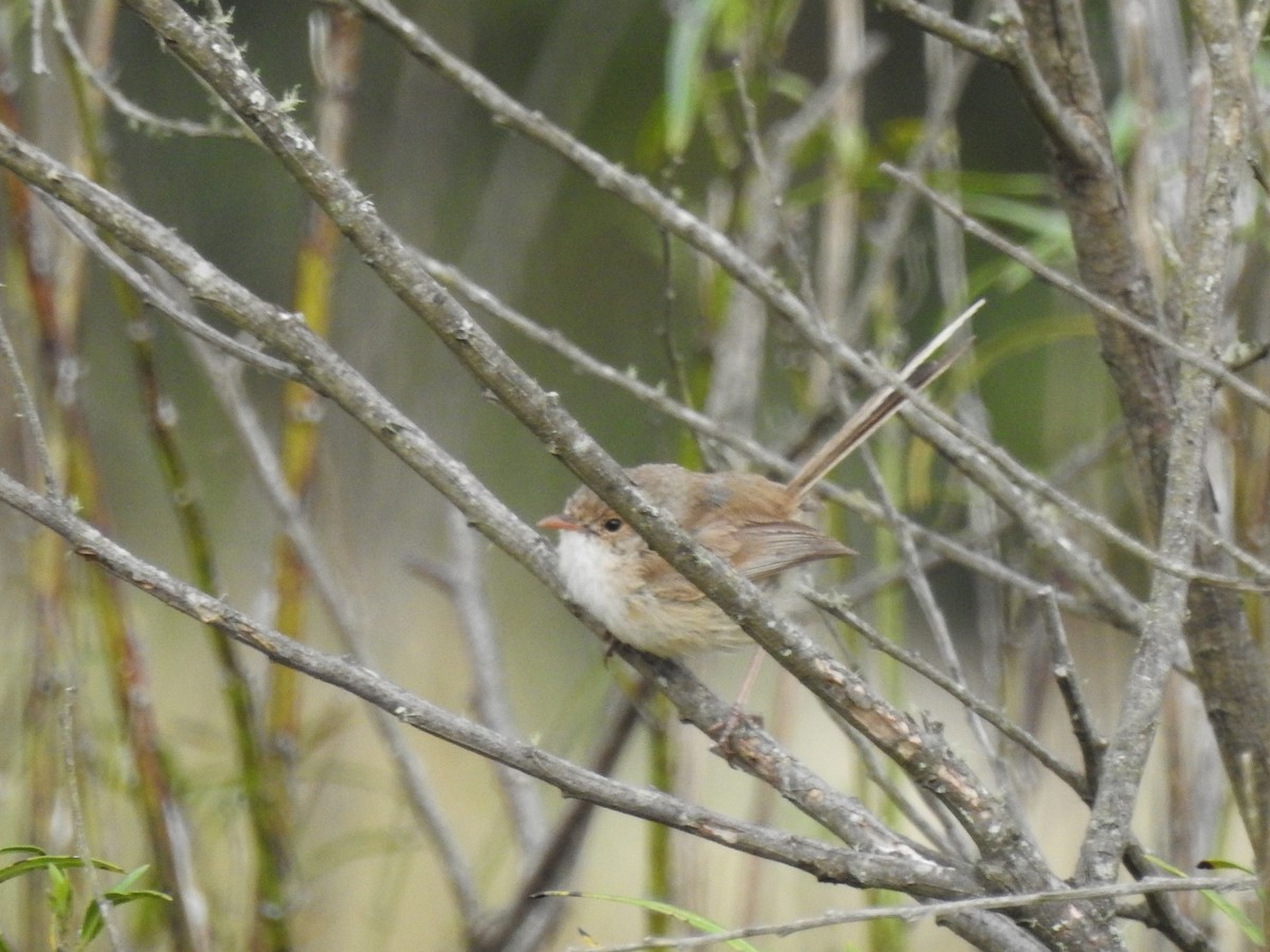 Red-backed Fairywren - ML490813311
