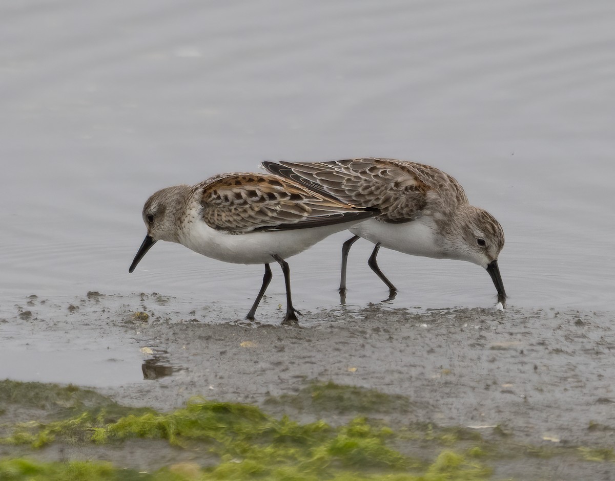 Western Sandpiper - ML490813321