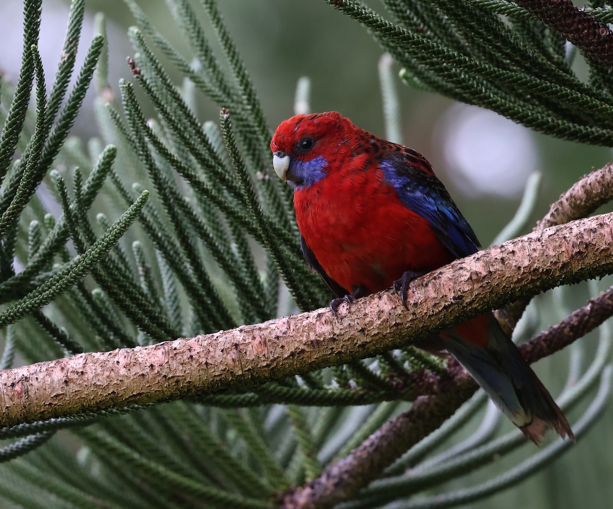 Crimson Rosella - ML490813351