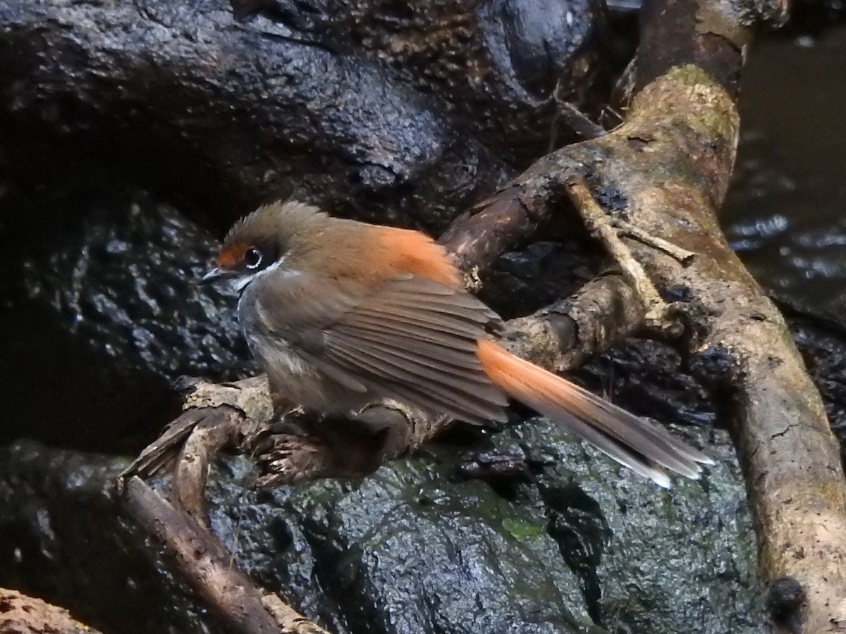 Australian Rufous Fantail - ML490813361
