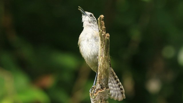 Happy Wren (Tres Marias Is.) - ML490813441