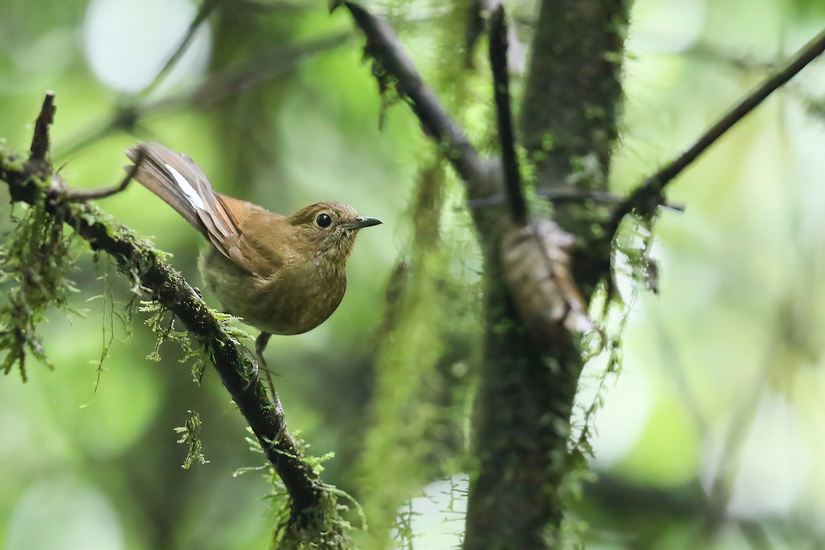 White-tailed Robin - ML490813491