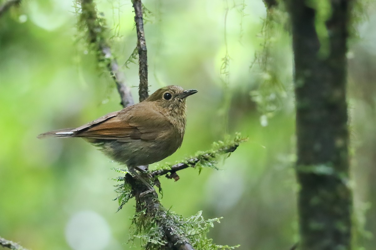 White-tailed Robin - ML490813501