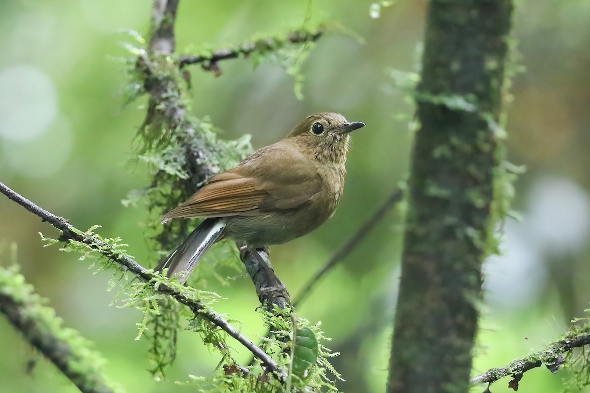 White-tailed Robin - ML490813521