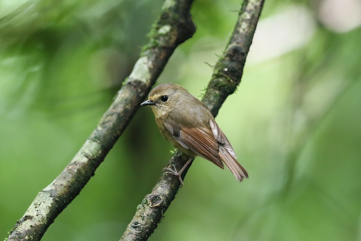 Snowy-browed Flycatcher - ML490813551