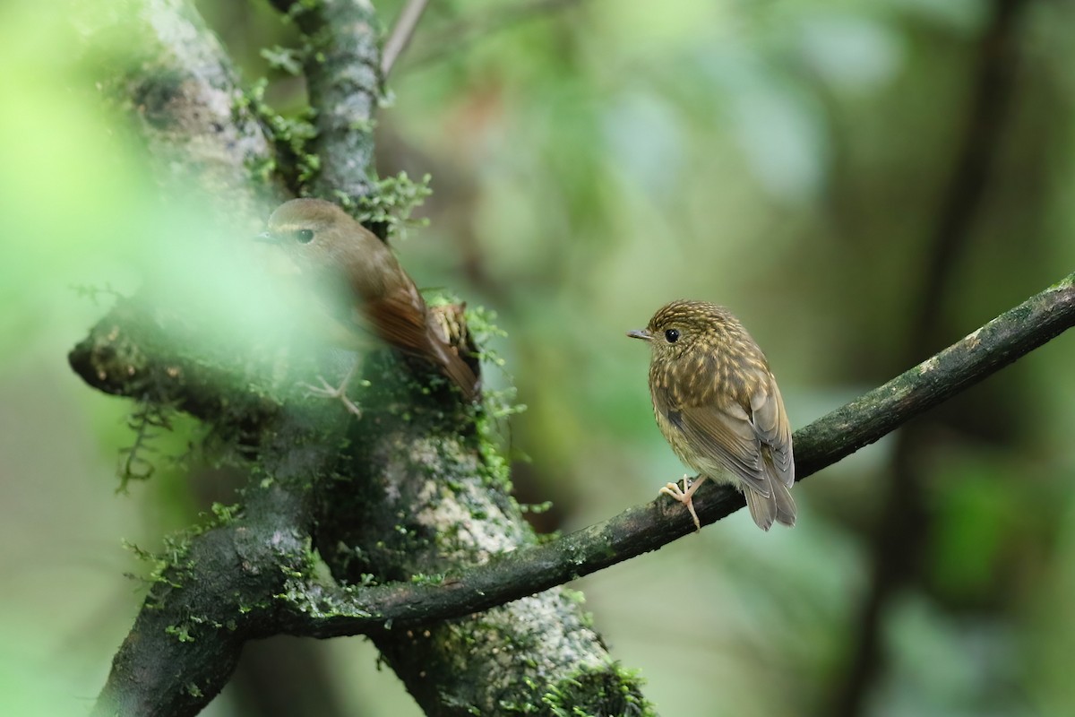 Snowy-browed Flycatcher - Gaurang Bagda