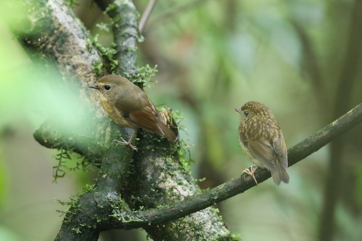 Snowy-browed Flycatcher - ML490813571