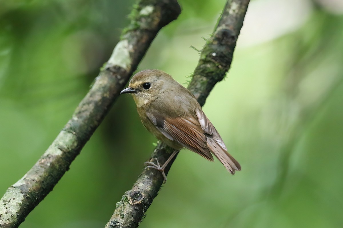 Snowy-browed Flycatcher - ML490813581