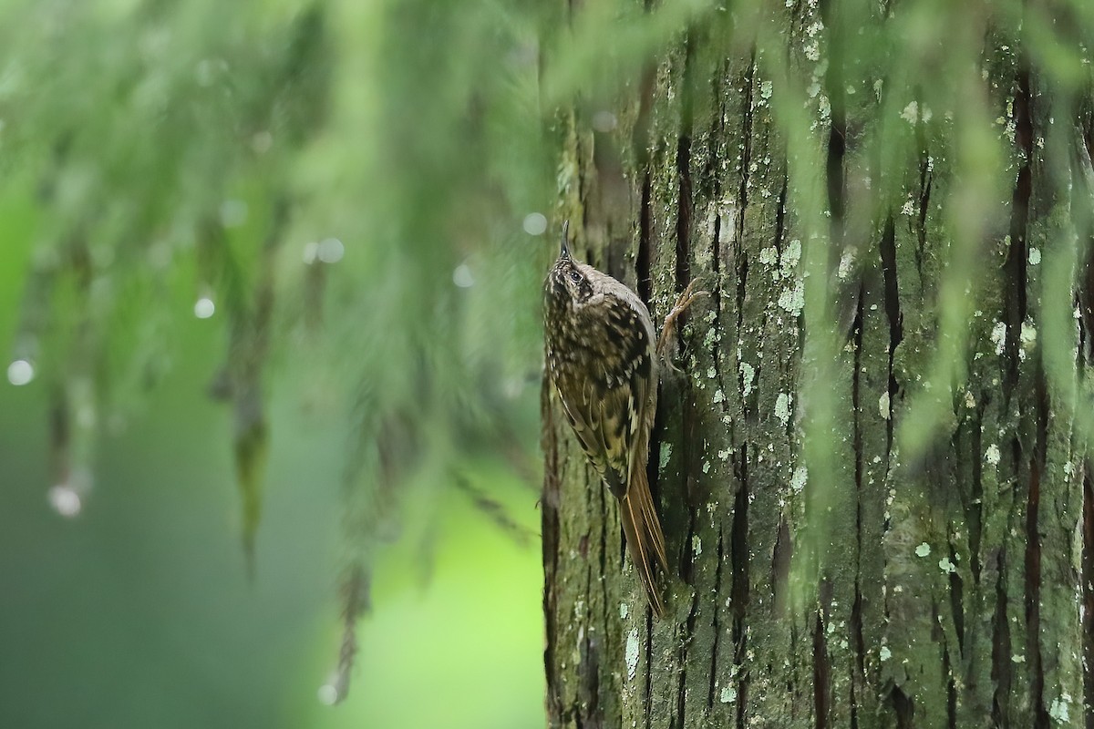 Sikkim Treecreeper - ML490813651