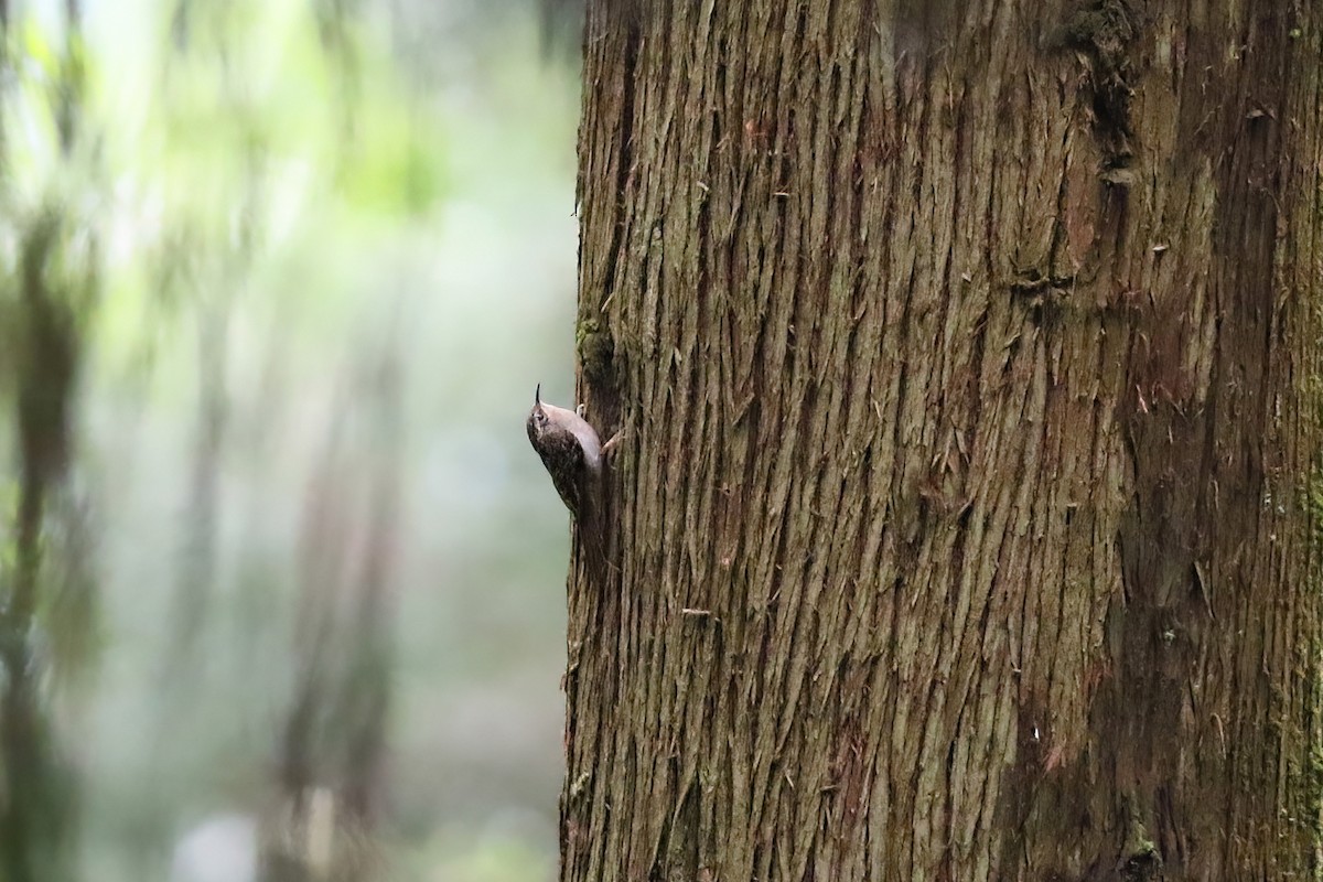 Sikkim Treecreeper - ML490813661