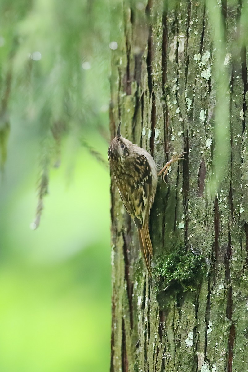 Sikkim Treecreeper - ML490813671