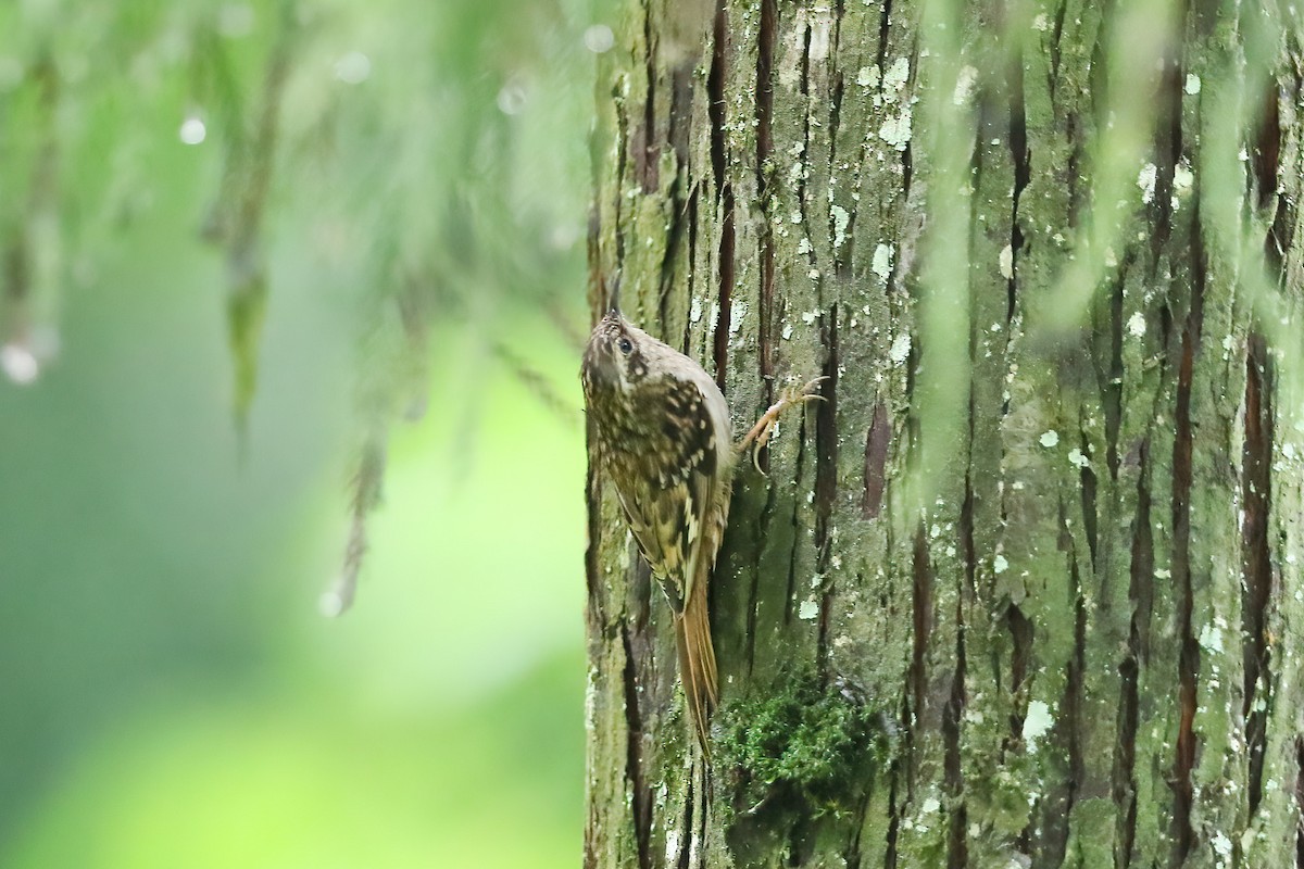 Sikkim Treecreeper - ML490813681