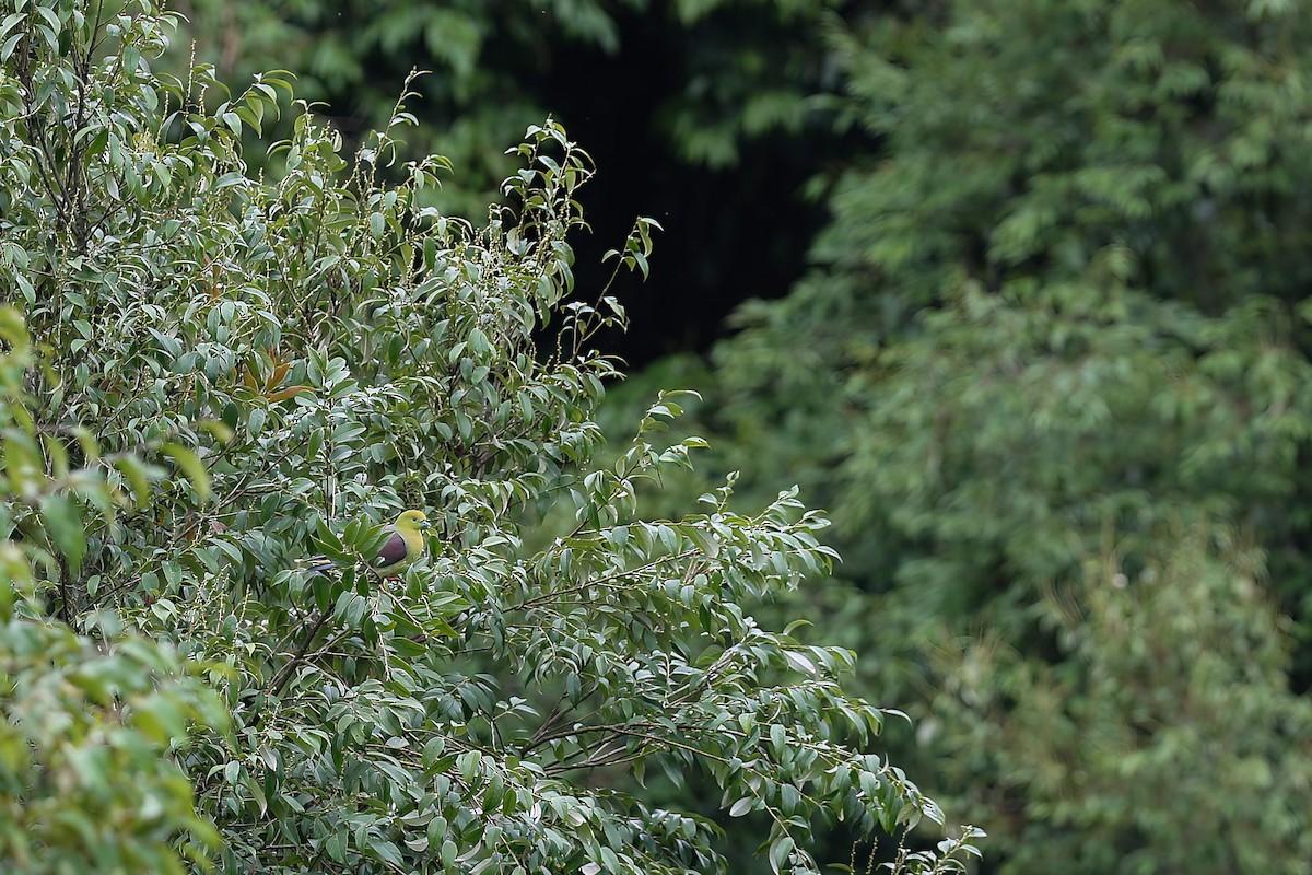 Wedge-tailed Green-Pigeon - ML490813751