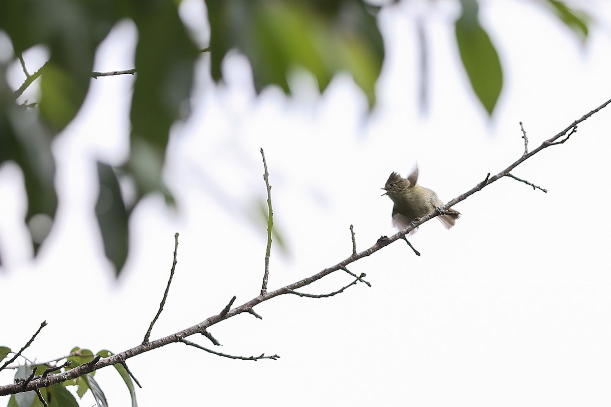 Yellow-browed Tit - Gaurang Bagda