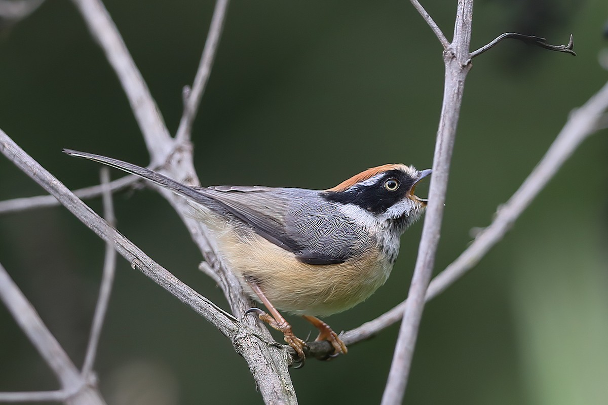 Black-throated Tit - ML490813921