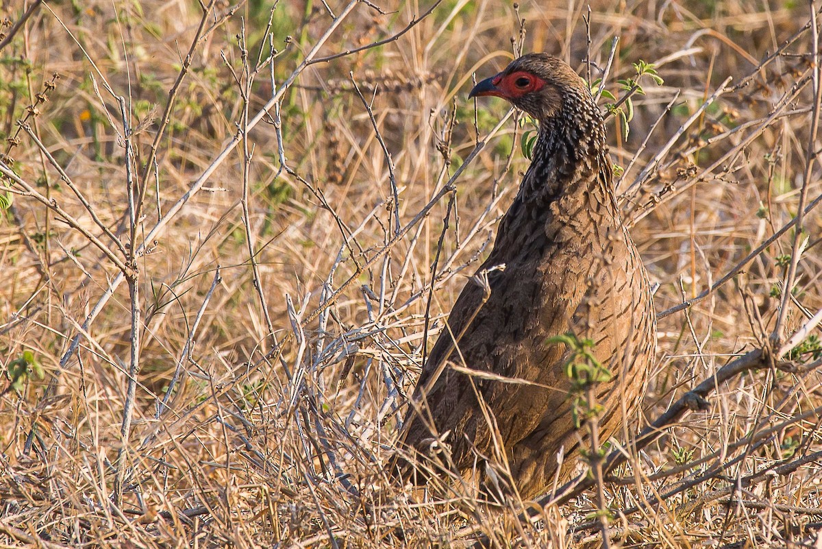 Swainson's Spurfowl - ML490813951